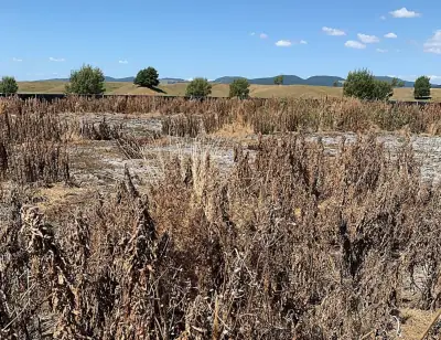 Effluent-Thick-Crust